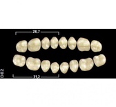 Gnathostar A-D: Lower Posterior Acrylic Teeth (8 units)