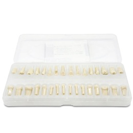 Standard Typodont Teeth for Dental Training Models