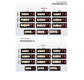 Phonares II Acrylic Lower Anterior Teeth - 6 Units