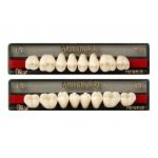 Mondial: Lower Posterior Acrylic Teeth (8 units)