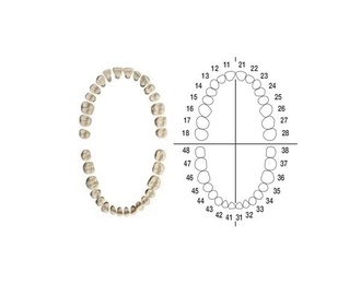 AG-3Z Tooth Set for Typodont AG-3 Dental Model