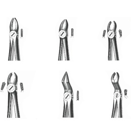 Stainless Steel Forceps for Upper and Lower Maxillary Exodontia
