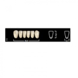 Ivostar A-D Lower Anterior Acrylic Teeth – Pack of 6 Units