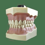 Typodont Model with Permanent Dentures for Dental Training and Demonstration