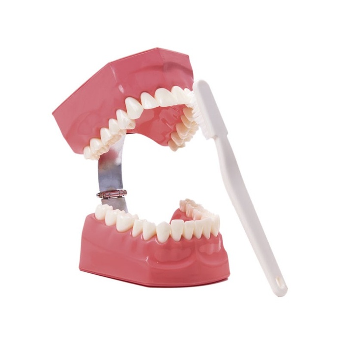 Bodyon Macromodel Dental Typodont for Demonstrations