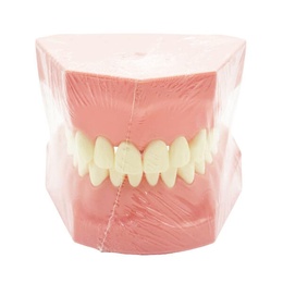 Standard Dental Typodont Model for Clinical and Laboratory Training