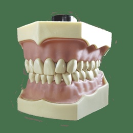 Typodont Model with Permanent Dentures for Dental Training and Demonstration