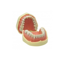 Technoflux Study Jaw Model for Dental Training and Practice