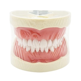 Nissin Type Dental Typodont for Clinical and Laboratory Training