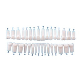 Replacement Teeth for Nissin Type Typodont Models