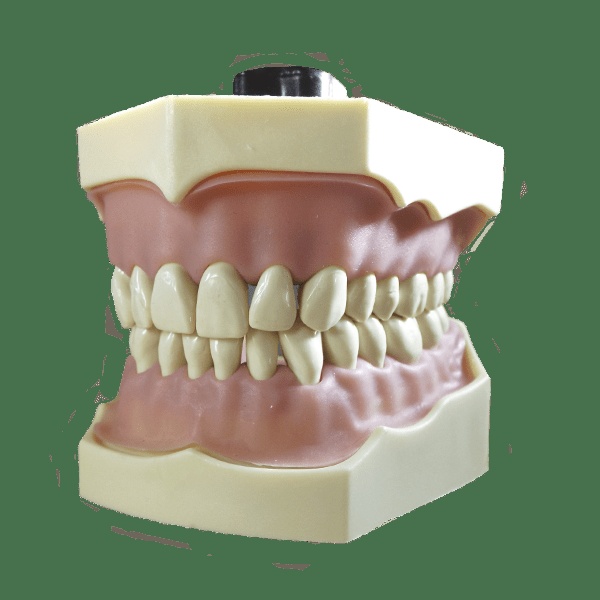 Typodont Model with Permanent Dentures for Dental Training and Demonstration