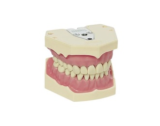 AG-3 Adult Typodont Dental Model for Professional Training