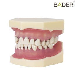 Periodontal Typodont for Dental Training and Practice