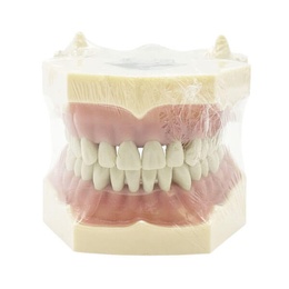 Frassaco Type Dental Typodont for Clinical and Educational Use