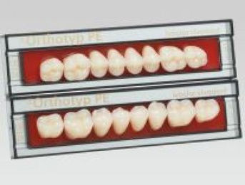 SR Orthotyp Lower Posterior Acrylic Teeth – Pack of 8 Units