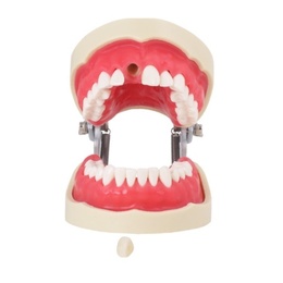 Endodontic Tipodont for Dental Training and Simulation