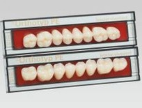 SR Orthotyp: Lower Posterior Acrylic Teeth (8 units)