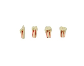 Tipodondo Endodontic Teeth AG-3 Dental Typodont Models